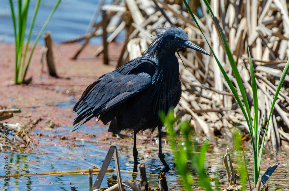 Fototapeta premium Aigrette ardoisée,.Egretta ardesiaca, Black Heron