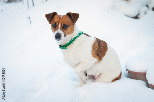 Mały pies w zimowej scenerii  © iwona666