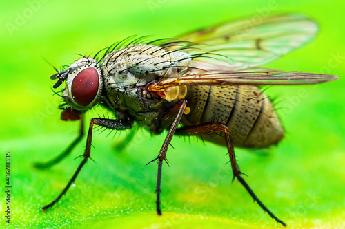 Exotic Drosophila Fruit Fly Diptera Insect on Plant Leaf © nechaevkon