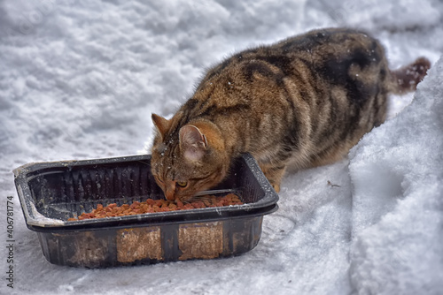Photography homeless cats in the snow in winter