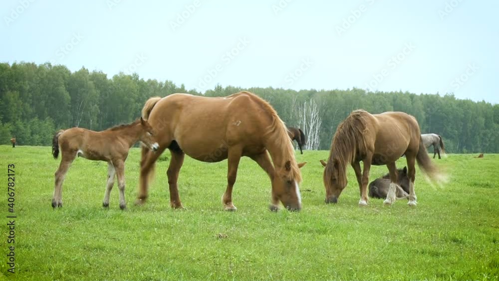 Horses and foals. Green field for horses Horses and foals. Green field for horses
