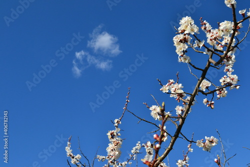  flowers spring blooming tree trees plants garden white flower beds sky clouds                                                                                                                                          