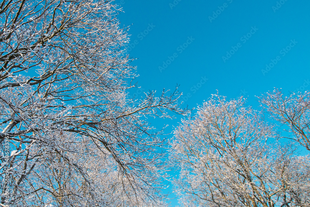 Blue sky and sea, forest tree branch top in snow. Wonderful fairytale Christmas New Year weather. Winter background for presentation slides, cards, webside design etc Blue sky and sea, forest tree branch top in snow. Wonderful fairytale Christmas New Year weather. Winter background for presentation slides, cards, webside design etc