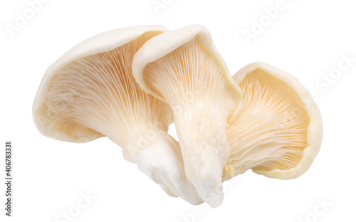 three oyster mushroom isolated on white background