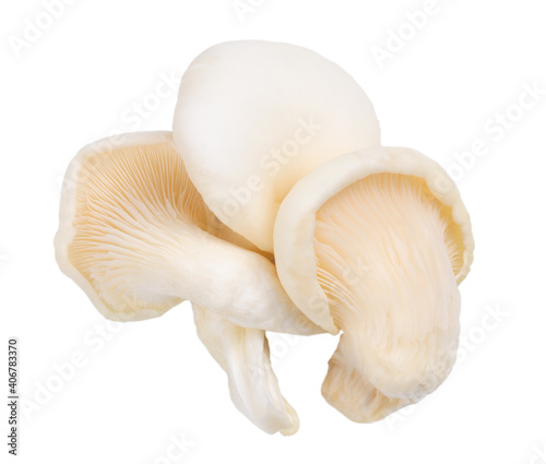 three oyster mushroom isolated on white background