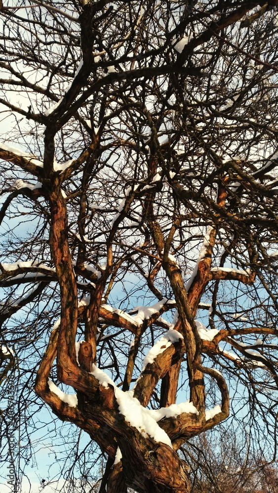 Fototapeta premium Branches of a tree covered with snow against the sky