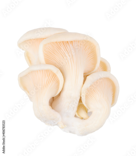 small group of oyster mushroom isolated on white background