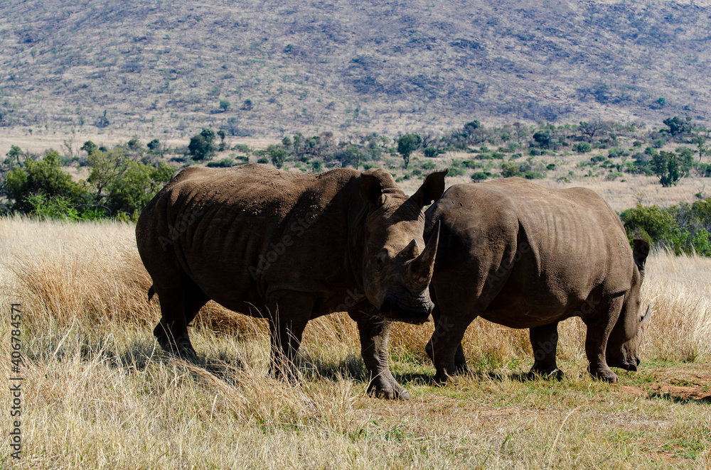 Rhinocéros blanc, white rhino, Ceratotherium simum, Parc national Pilanesberg, Afrique du Sud Rhinocéros blanc, white rhino, Ceratotherium simum, Parc national Pilanesberg, Afrique du Sud
