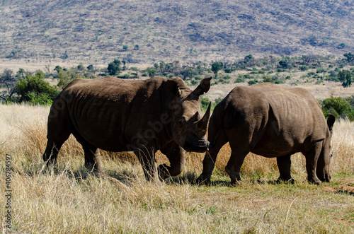 Rhinoc  ros blanc  white rhino  Ceratotherium simum  Parc national Pilanesberg  Afrique du Sud