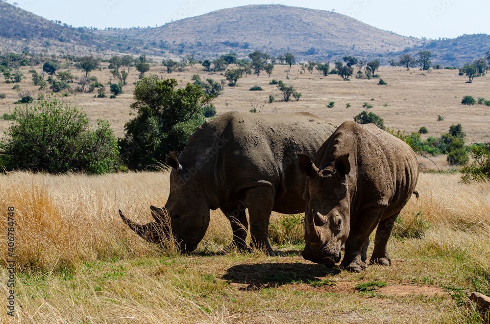 Rhinocéros blanc, white rhino, Ceratotherium simum, Parc national Pilanesberg, Afrique du Sud Rhinocéros blanc, white rhino, Ceratotherium simum, Parc national Pilanesberg, Afrique du Sud