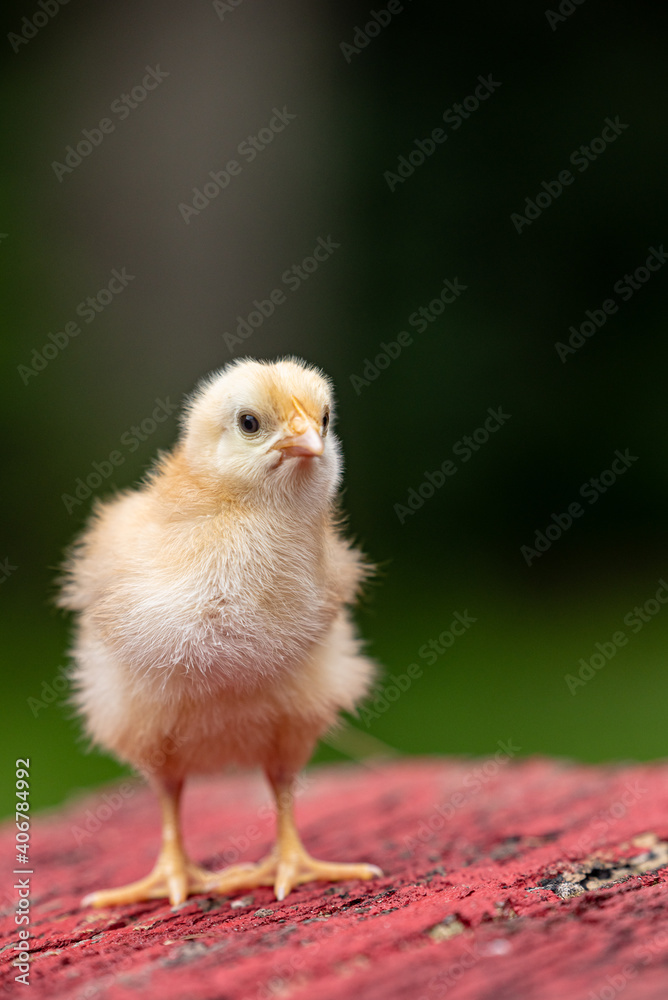 A yellow chick standing on rustic red wood, isolated with dark green background. Shallow depth of field. Poultry and chickens on the farm. 