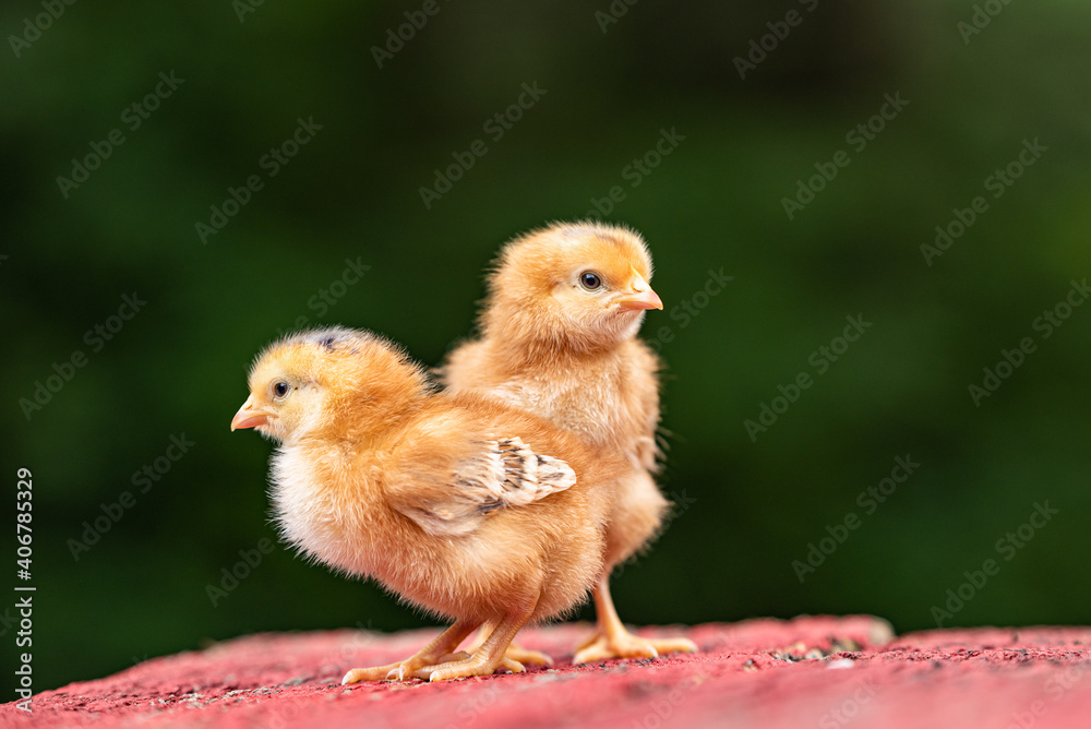 Two chicks standing on rustic red wood, isolated with dark green background. Shallow depth of field. Poultry and chickens on the farm. 
