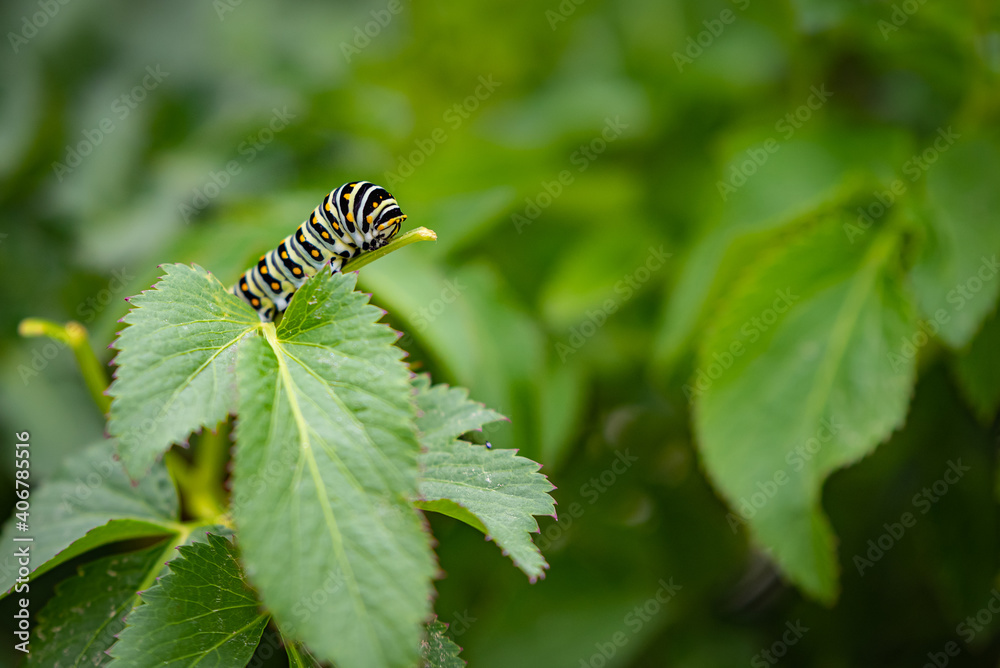 Monarch Caterpillar (Danaus plexippus) on green vegatation. 
