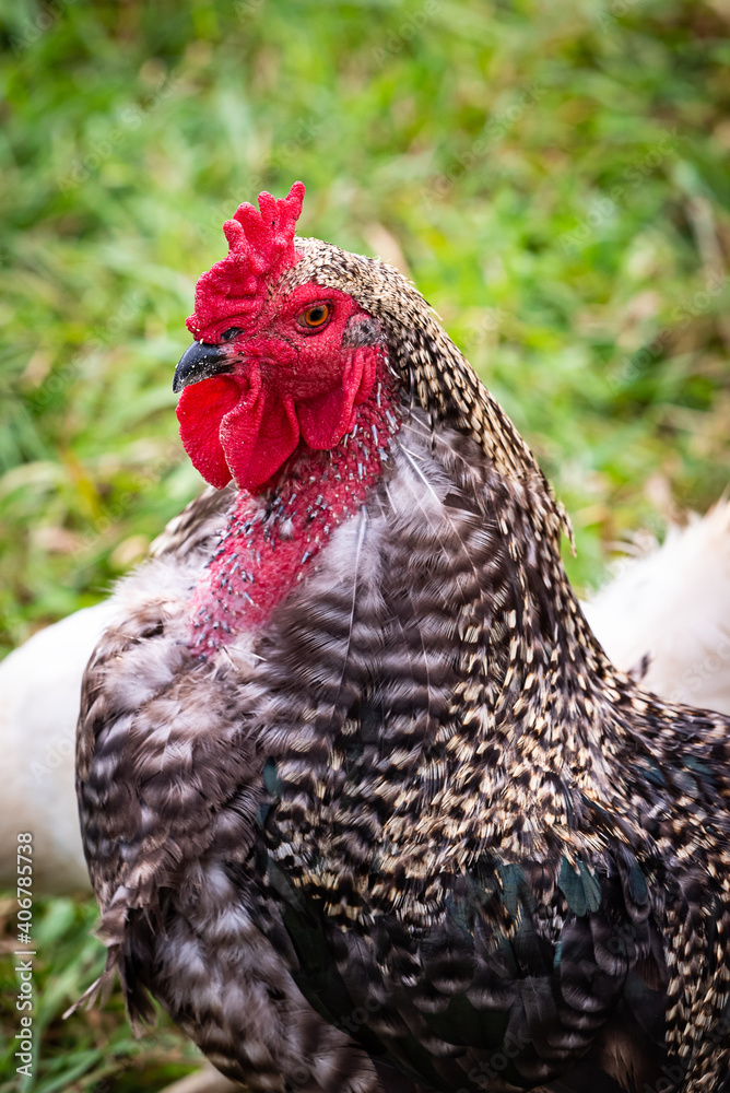 isolated image of free range chicken. In the garden with shallow depth of field. Feathered egg layer on the farm. 
