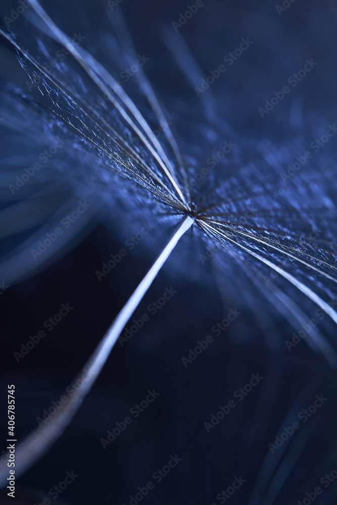 Dandelion seed - macro photo