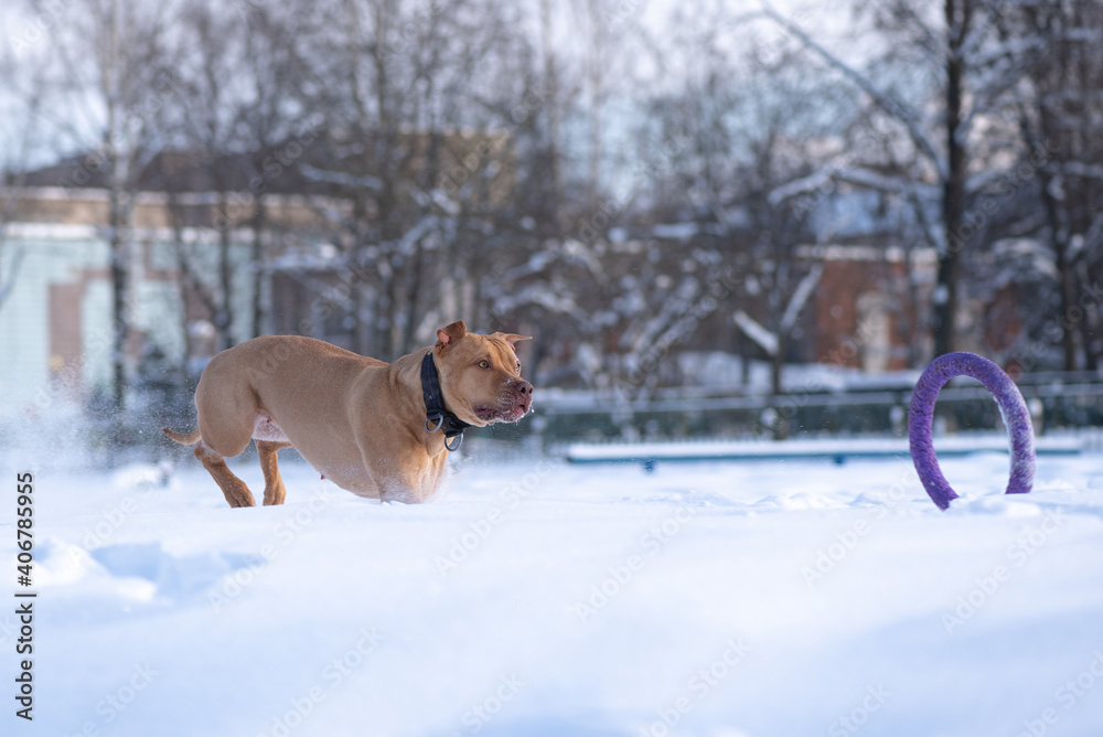 An American Pit Bull Terrier runs after a puller through the snow in the park in winter.