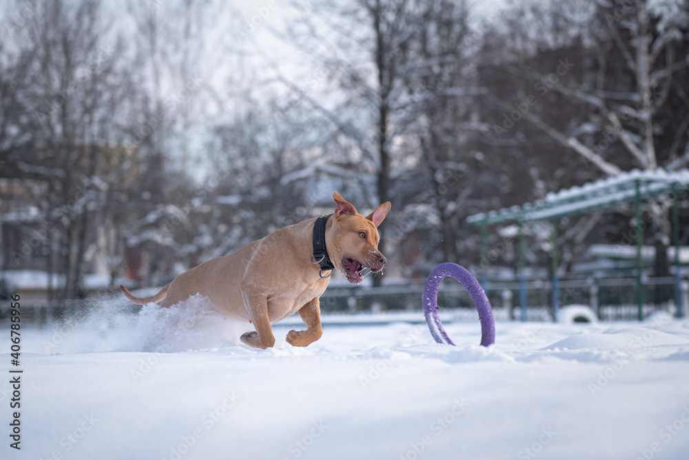 An American Pit Bull Terrier runs after a puller through the snow in the park in winter. An American Pit Bull Terrier runs after a puller through the snow in the park in winter.