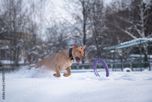 An American Pit Bull Terrier runs after a puller through the snow in the park in winter.