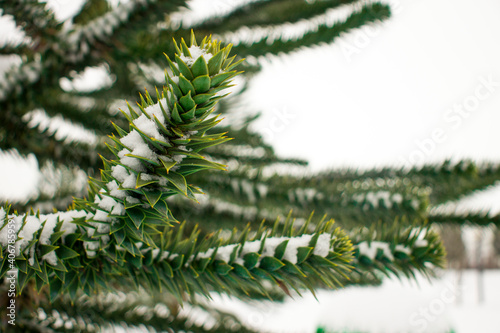 Araucaria leafs with snow in winter