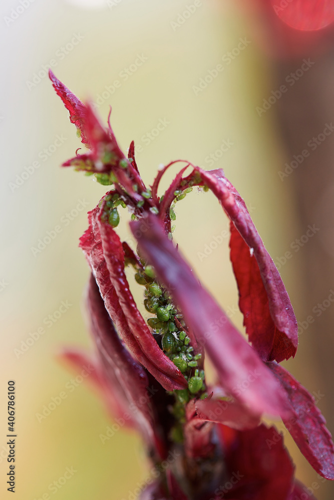 Small aphid on a red leaf