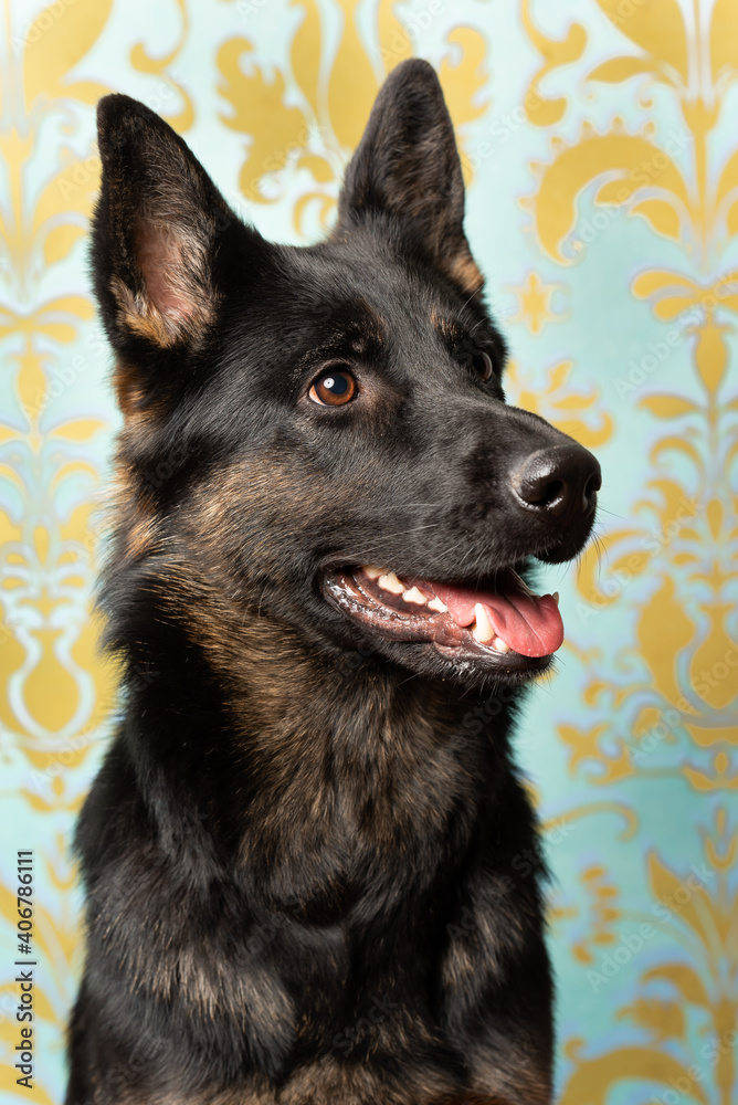portrait of German Shepherd dog. Black face with ears standing forward. portrait of German Shepherd dog. Black face with ears standing forward.