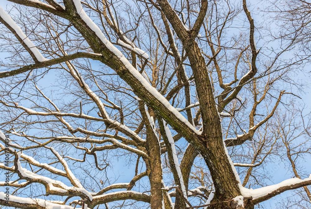 Nice winter landscape. Snow on tree branches against a blue sky background. Latvia Nice winter landscape. Snow on tree branches against a blue sky background. Latvia