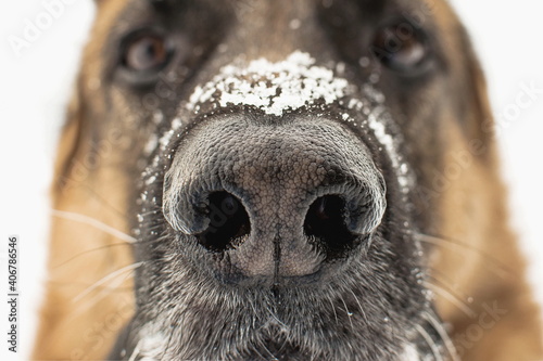 Dogs nose close up. Snowflakes on the german shepherds nose. Winter pets walks. Selective focus, blurred background