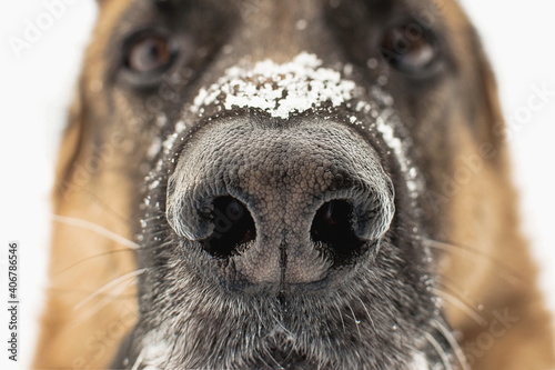 Dogs nose close up. Snowflakes on the german shepherds nose. Winter pets walks. Selective focus, blurred background © Kartinka