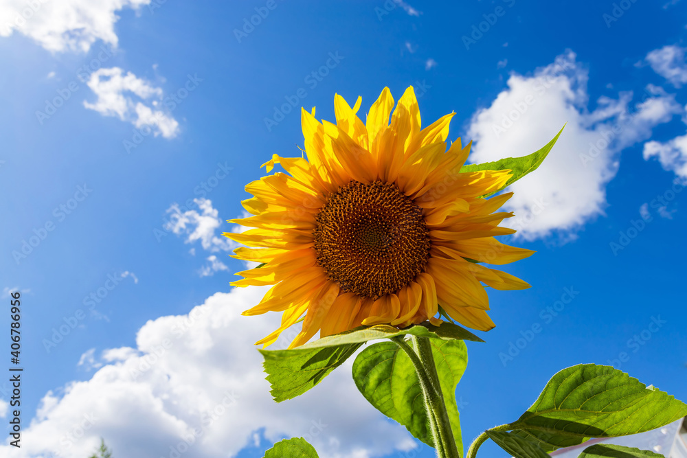 Yellow sunflowers against blue sky. Summer background. Yellow sunflowers against blue sky. Summer background.