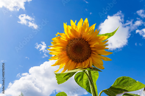 Yellow sunflowers against blue sky. Summer background.
