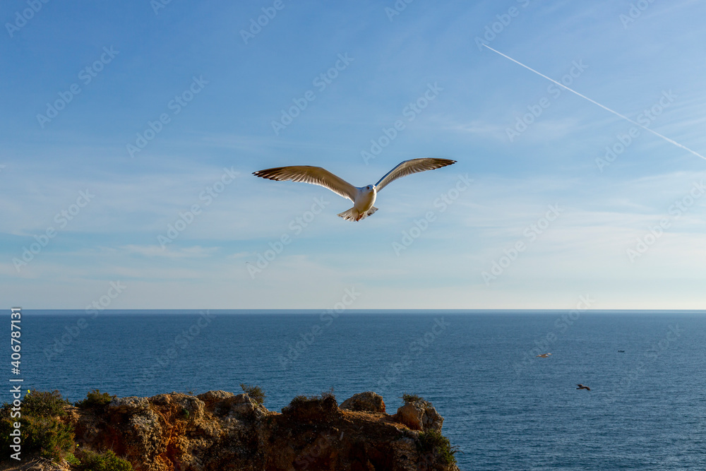 Fototapeta premium gaivota