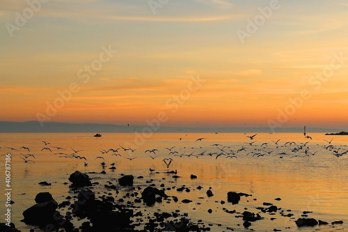 Flock of seagulls during beautiful sunset. 