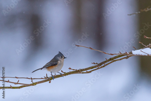 Tufted titmouse bird perched on snowy tree branch in forest in winter