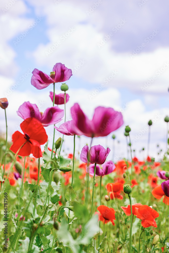 Purple and red poppies blooming