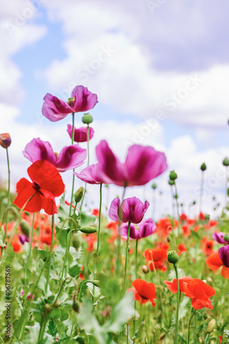 Fototapeta Naklejka Na Ścianę i Meble -  Purple and red poppies blooming