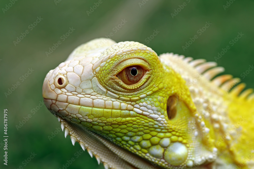 yellow albino iguana on the grass yellow albino iguana on the grass