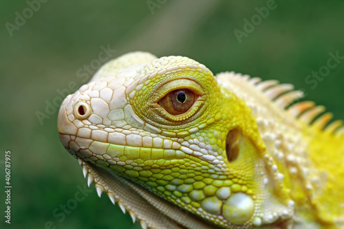 yellow albino iguana on the grass