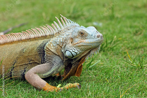 iguanas crawling on the grass