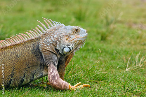 iguanas crawling on the grass