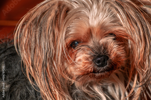 Messy hair yorkie - Yorkshire Terrier dog looking at camera