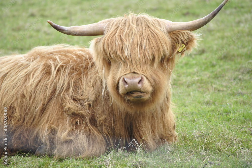 Highland Cow resting in a Pasture Highland Cow resting in a Pasture