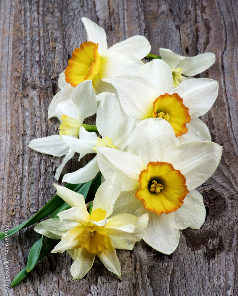 Fototapeta premium Spring White Daffodils