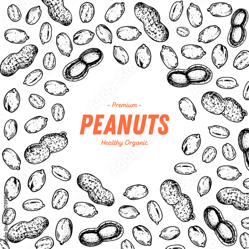 Peanuts hand drawn sketch. Nuts vector illustration. Organic healthy food. Great for packaging design. Engraved style. Black and white color.