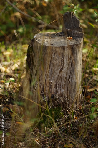 Old tree stump grow among grass in autumn forest.