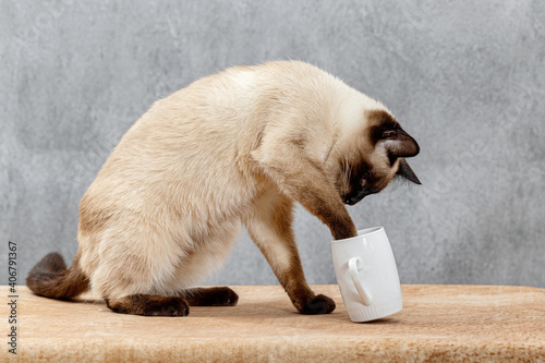 A Thai cat has climbed up on the table and is playing with a white mug