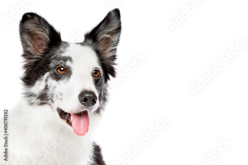 Border collie dog in front of a white background © Erik Lam