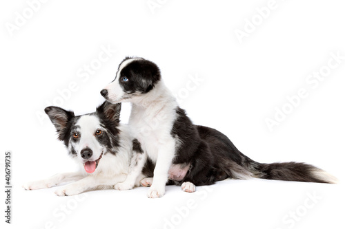 Border collie dog and puppy © Erik Lam