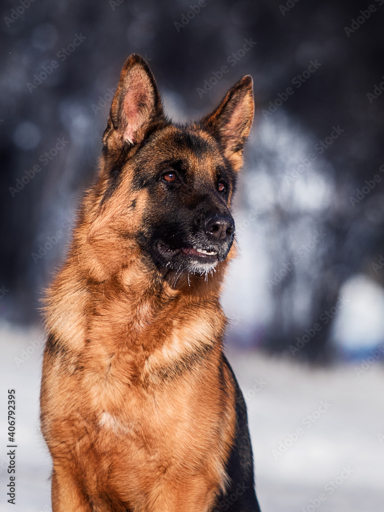 dog shepherd sitting in winter snowy park