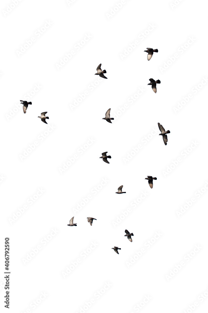 Flocks of flying pigeons isolated on white background. Clipping path.