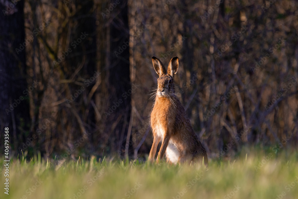 Hare in the wild Hare in the wild